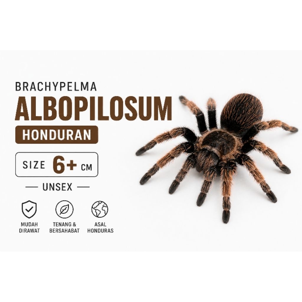 Brachypelma Albopilosum / Tliltocatl Albopilosus (Sling up)