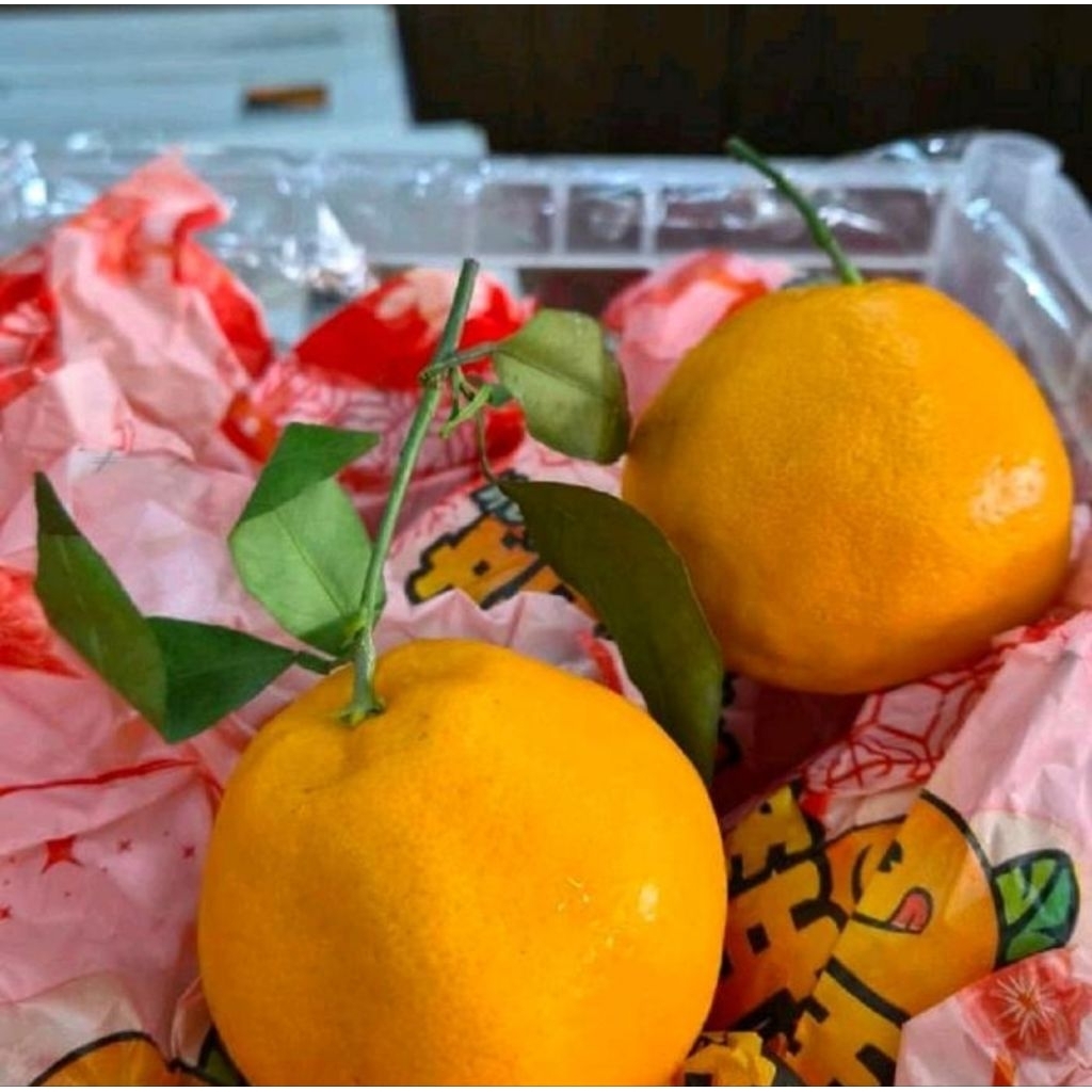 jeruk dekopon manis segar 1kg | jeruk dekopon import tanpa biji