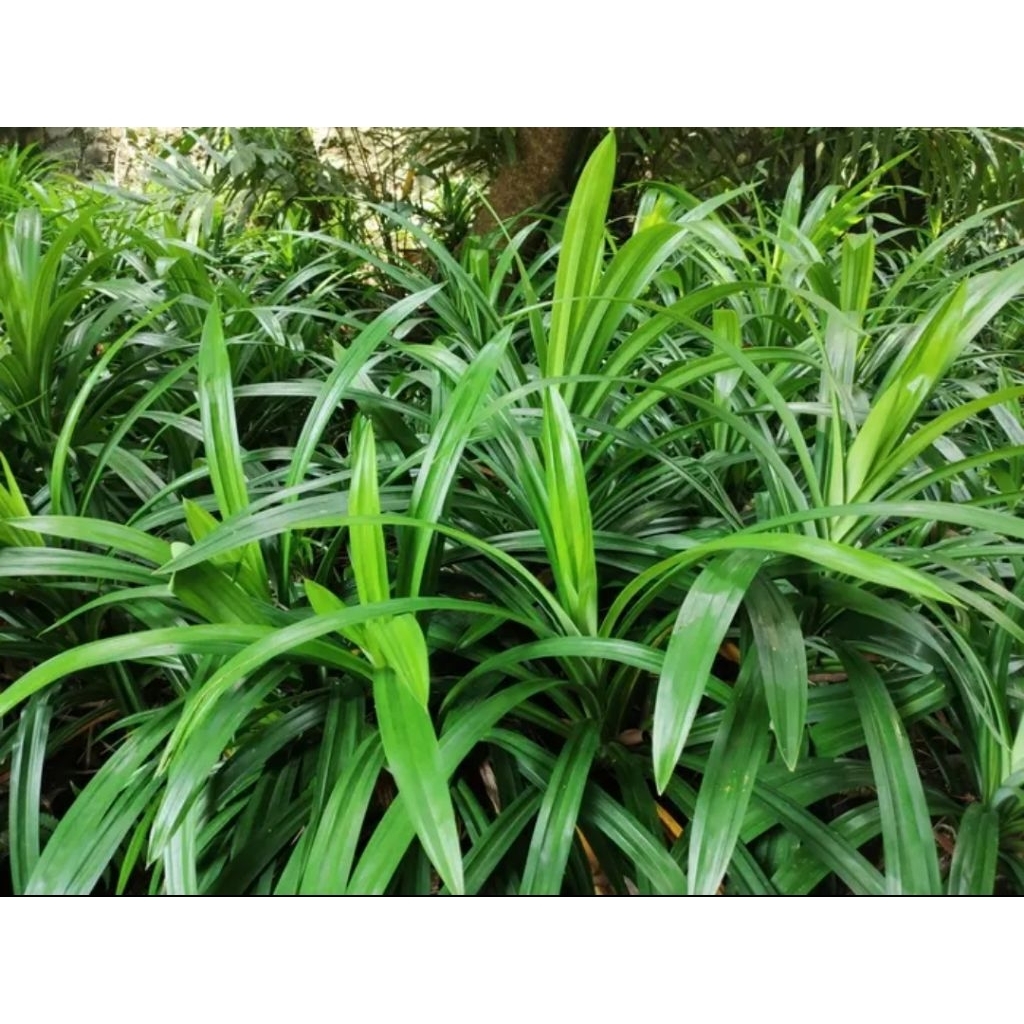 Bibit Tanaman Pandan Wangi Jumbo 50-100cm Tanaman Hidup Siap Tanam Harum Segar