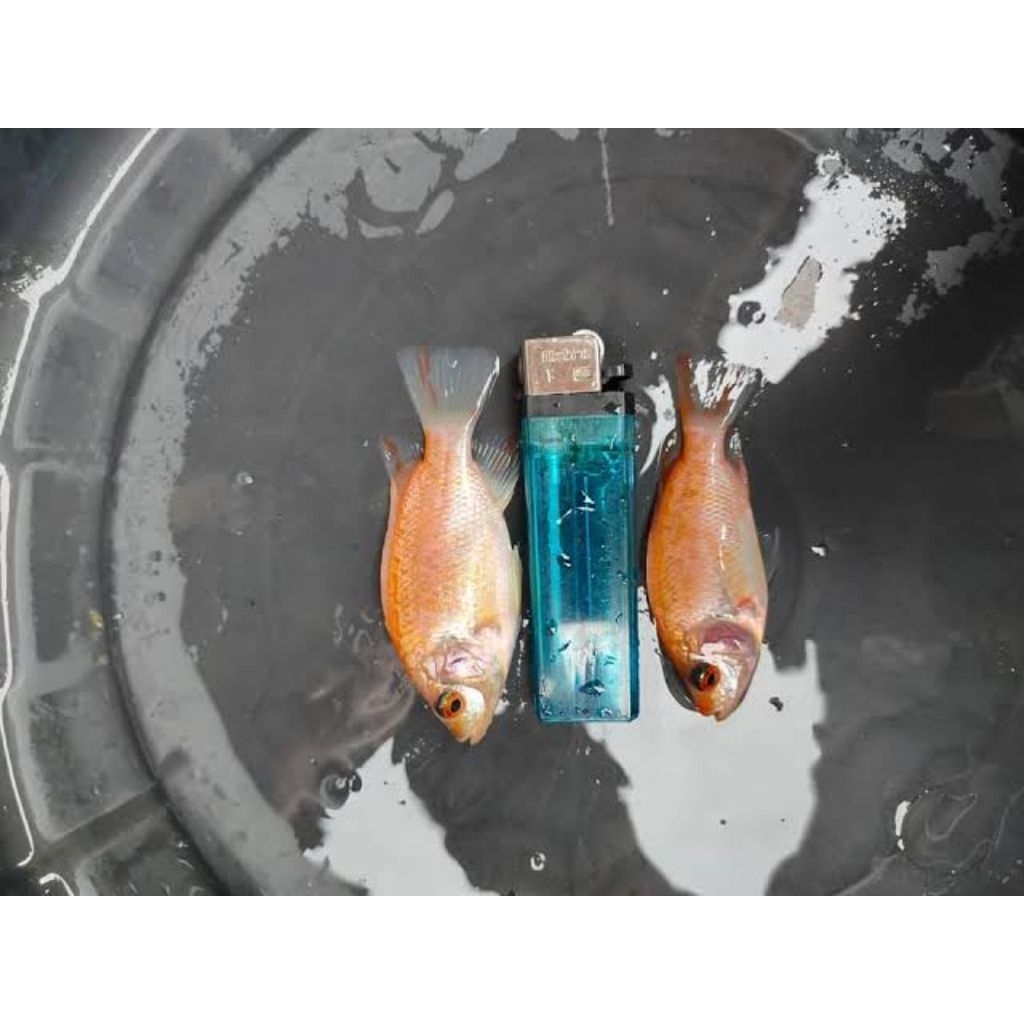 Bibit Ikan Nila Merah / Oren Super - Ukuran Korek Gas - Paket 50 Ekor