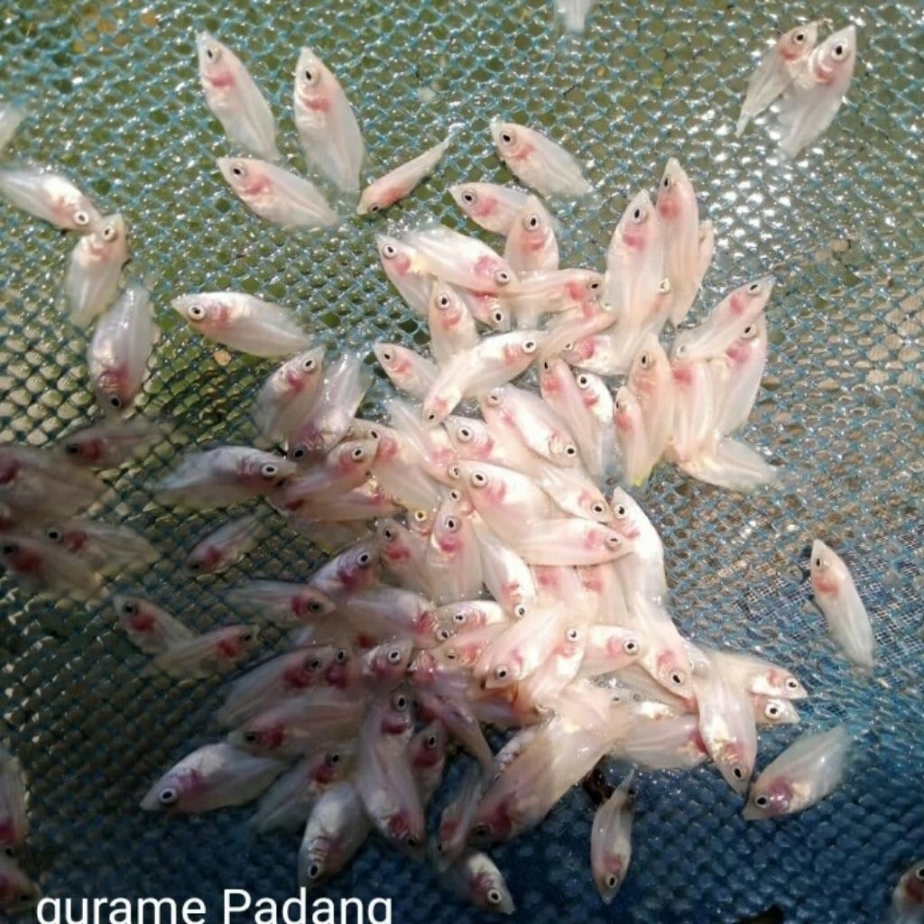 Bibit Gurame Padang Nguaci Isi 100 Ekor - Warna Cerah Kualitas Unggul
