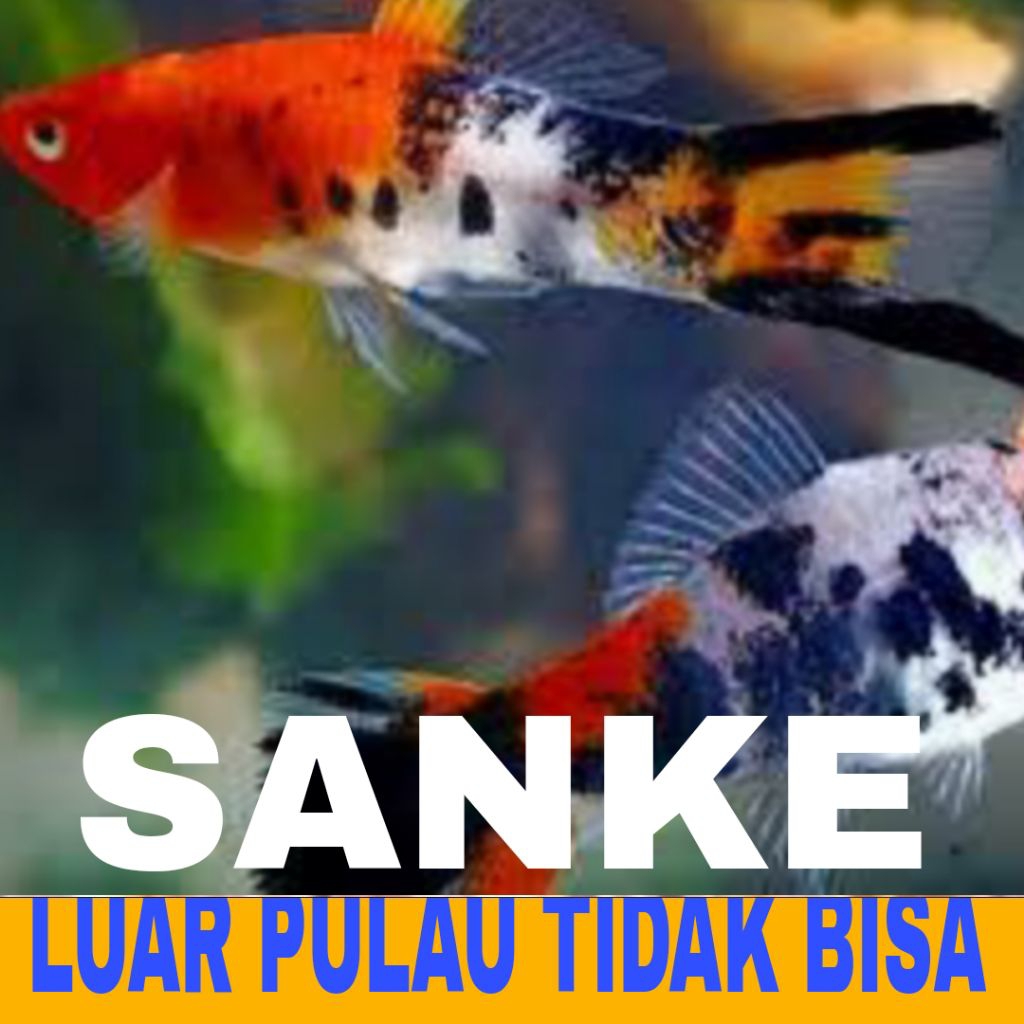 platy sanke 10 pcs