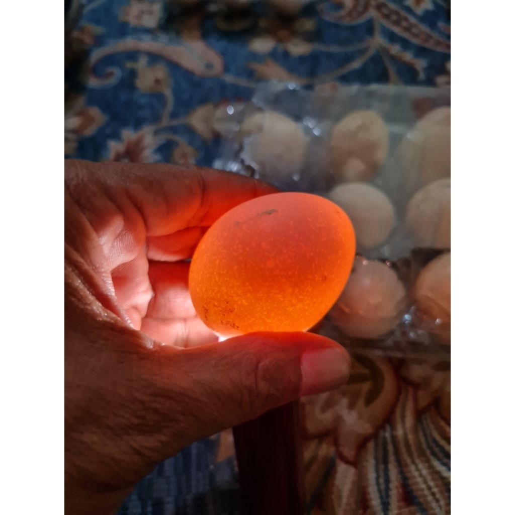 telur fertil KUB 2