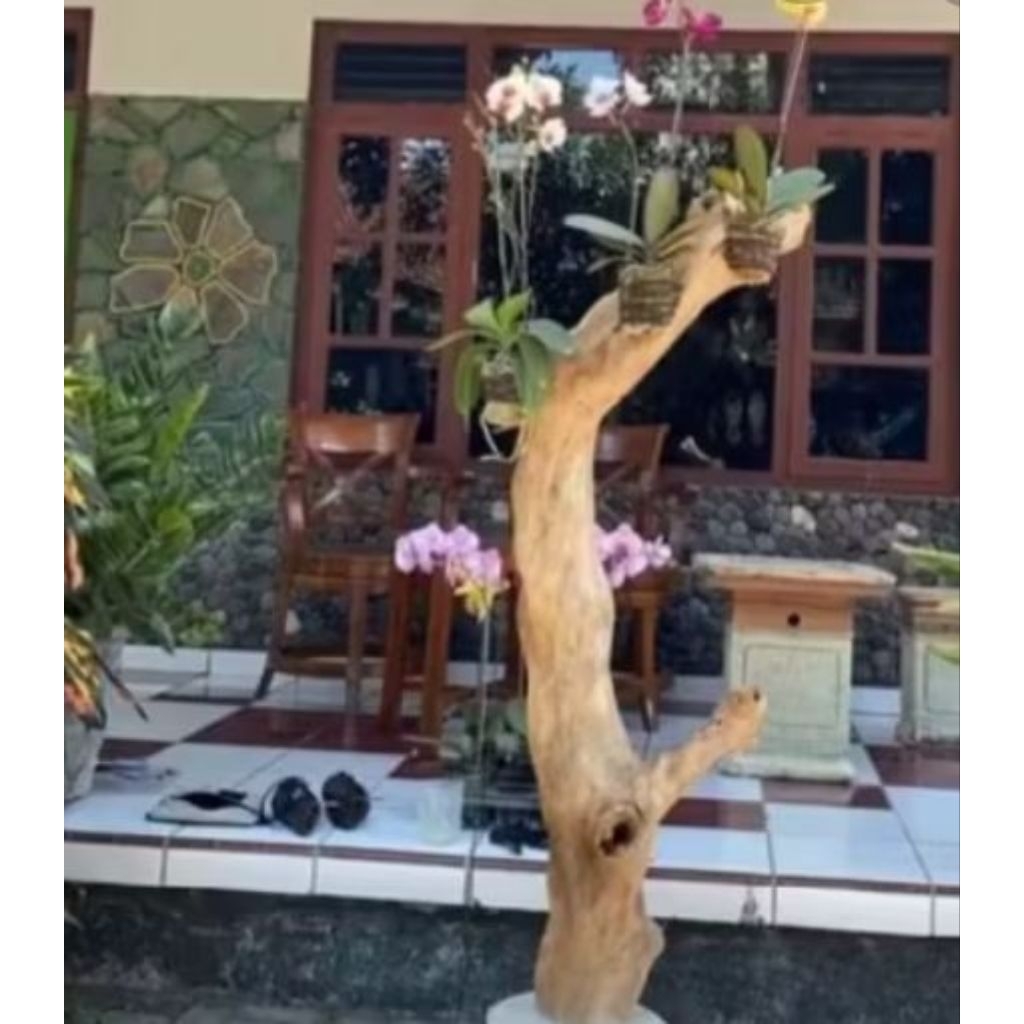 batang pohon kayu kopi untuk media tanam anggrek tinggi 125cm+alas bawah kayu bulat