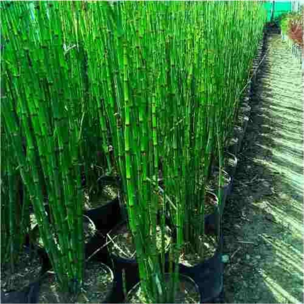 Tanaman hias bambu air - tanaman hias Indoor/Outdoor
