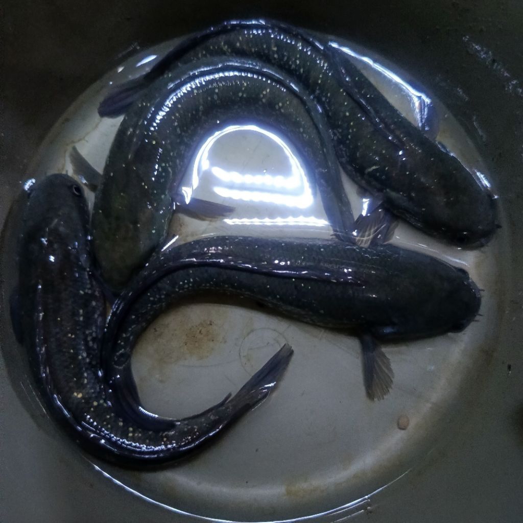 Ikan channa asitica proven 1 pair