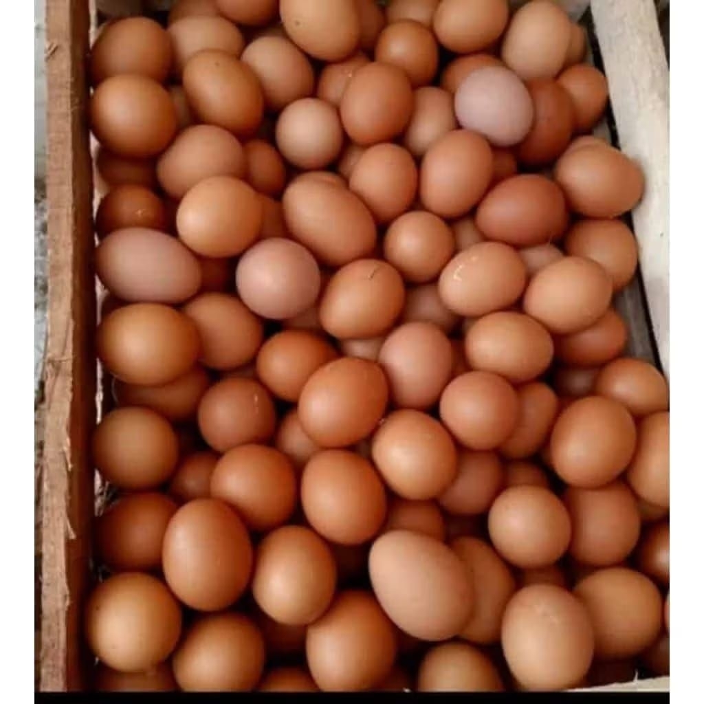 [ Pengiriman Gayam ] Telur Ayam Negri 1kg