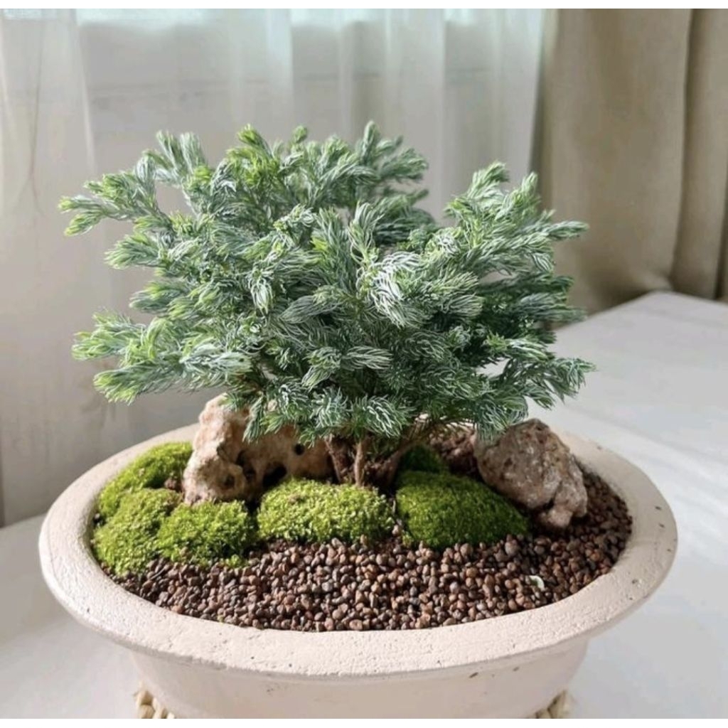 Pohon Cemara Perak / Cemara Silver Tanaman Hias Bahan Bonsai Cemara