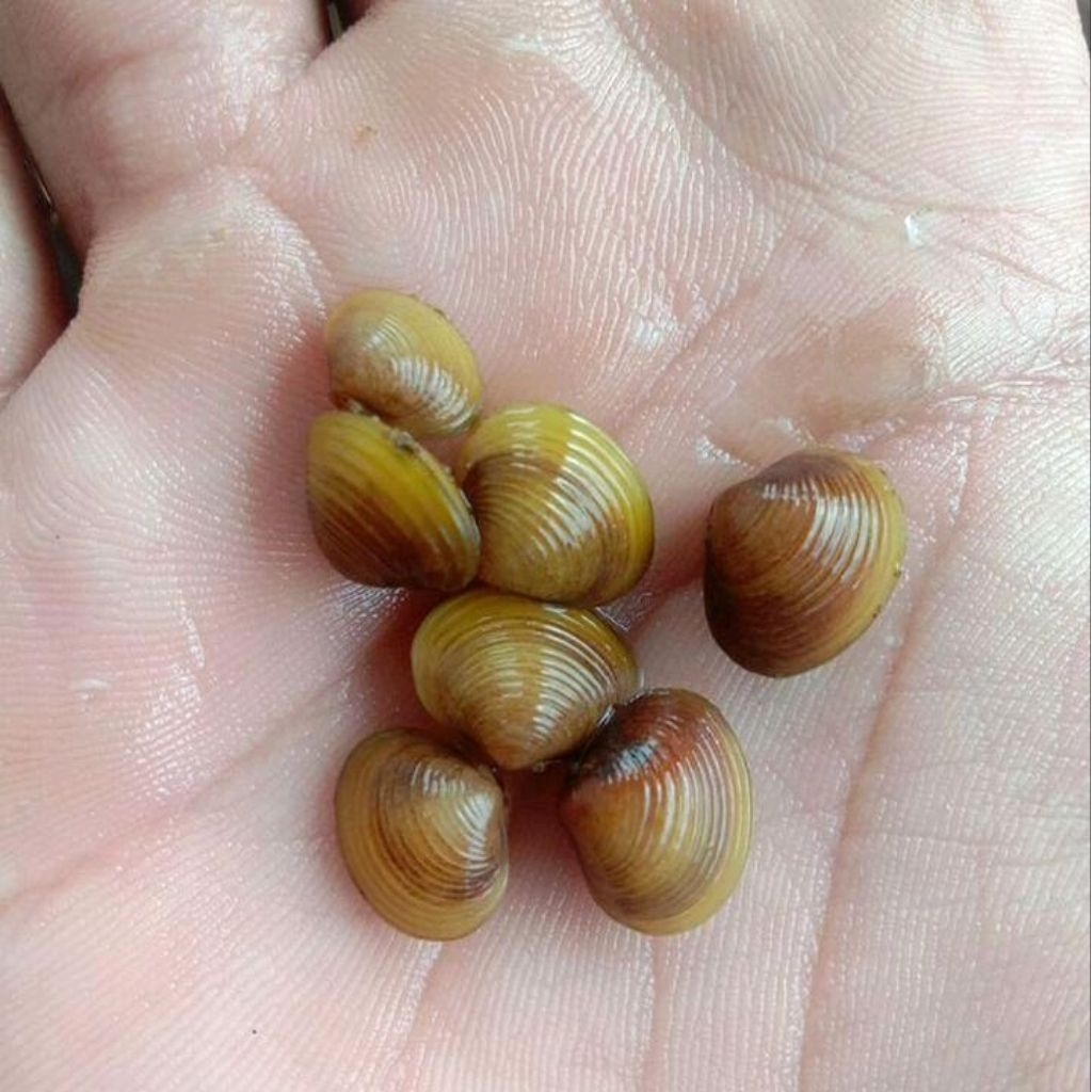 Kerang Emas Kerang Remis /kerang air tawar mini/kerang kuning/kijing kecil/laya