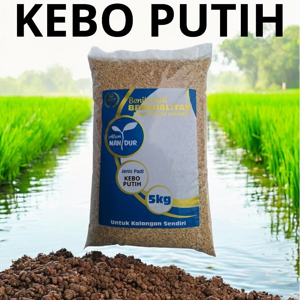 BIBIT | BENIH PADI KEBO PUTIH KEMASAN 5KG
