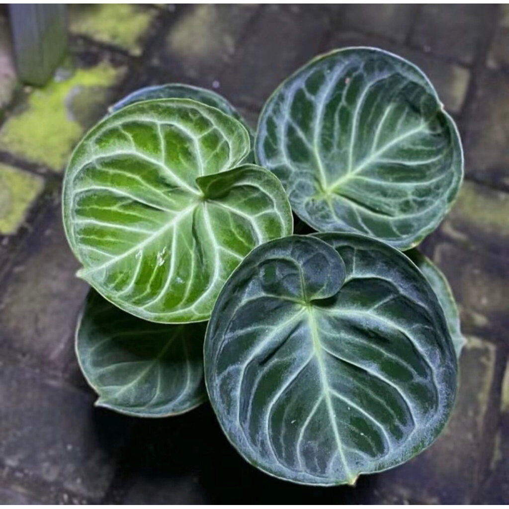 Anthurium Dorayaki Remaja - Kuping Gajah Anthurium Dorayaki