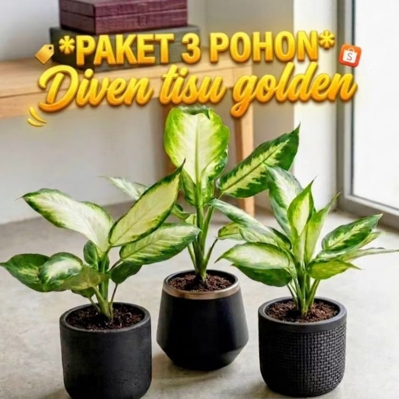 Paket 3 Tanaman Diven tisu Golden ( GRATIS PUPUK) Aglonema Berakar Subur Siap Tanam