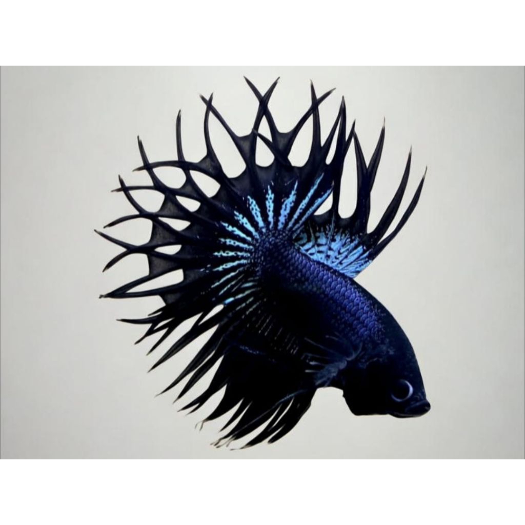 HIASAN AQUARIUM CUPANG CT BLACK ORCHID + CROWNTAIL BLACK ORCHID