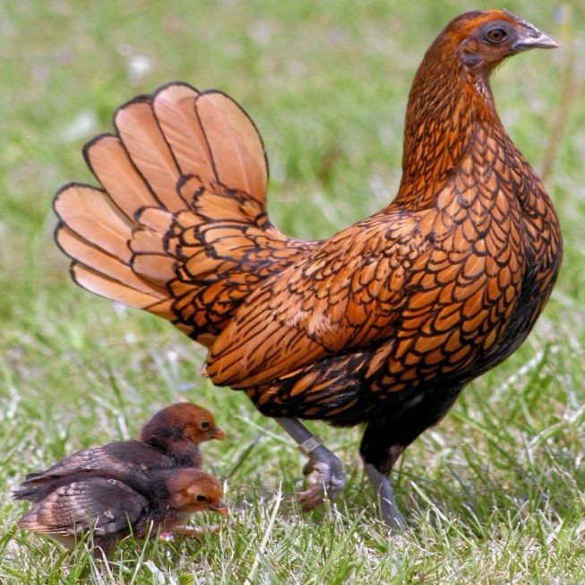 Ayam Batik Kanada Anakan Usia 1 Bulan