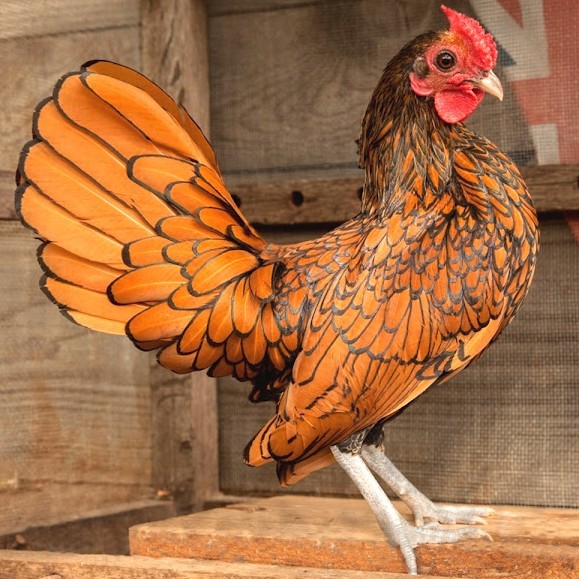 Anakan Ayam Batik Kanada Usia 2 Bulan