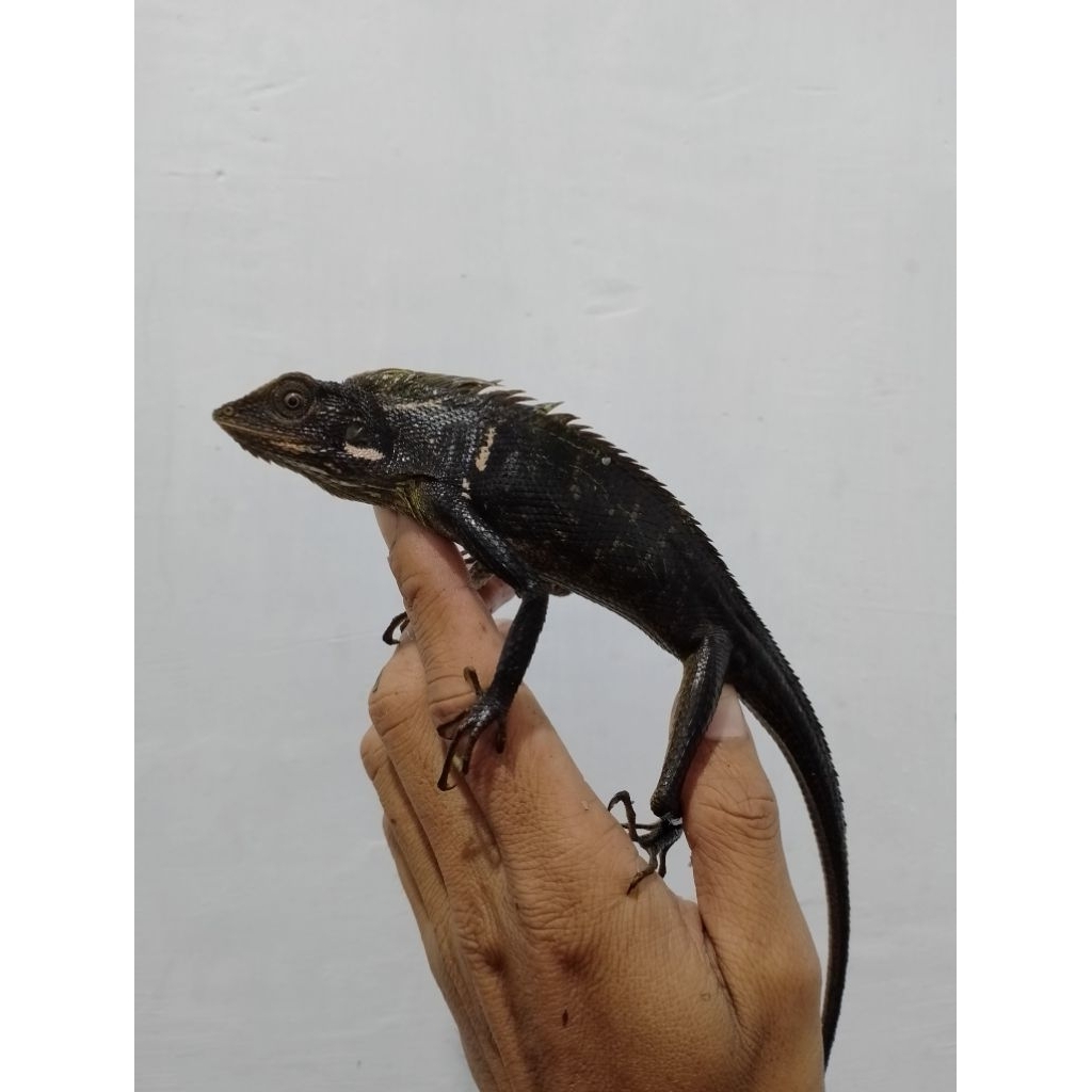bunglon surai jawa hijau