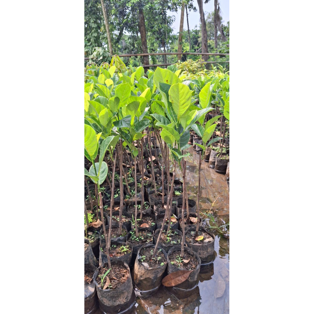 bibit nangka madu super jumbo siap tanam