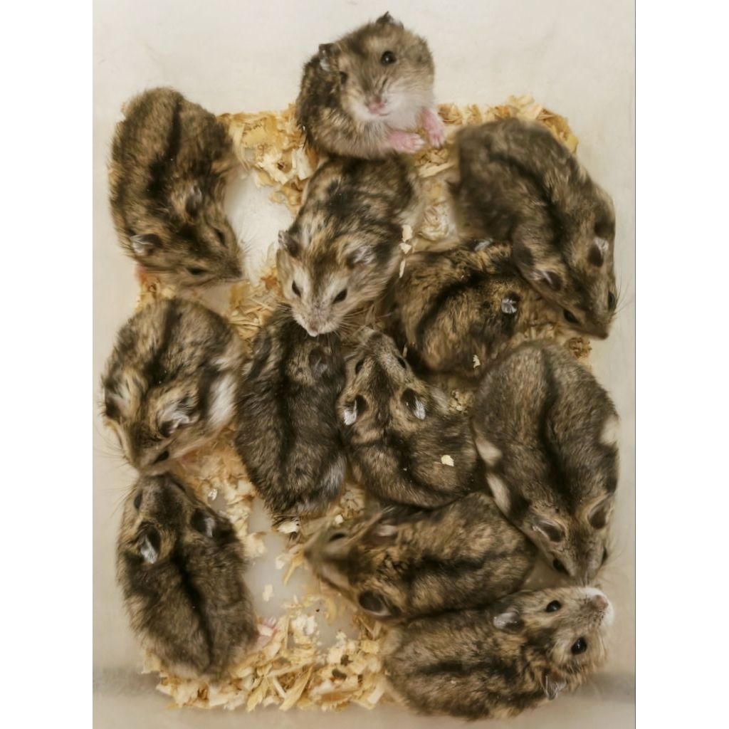 Hamster jenis winter white Tiger