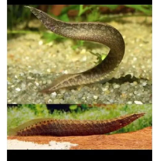 Sili Bambu, ukuran 10-26cm Sili batik ,ikan Sili eel  ikan alam hiasan aQuascape