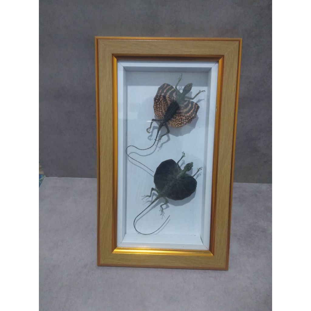 bingkai isian awetan hewan asli, cicak bersayap/cicak terbang/pigora/hobi
