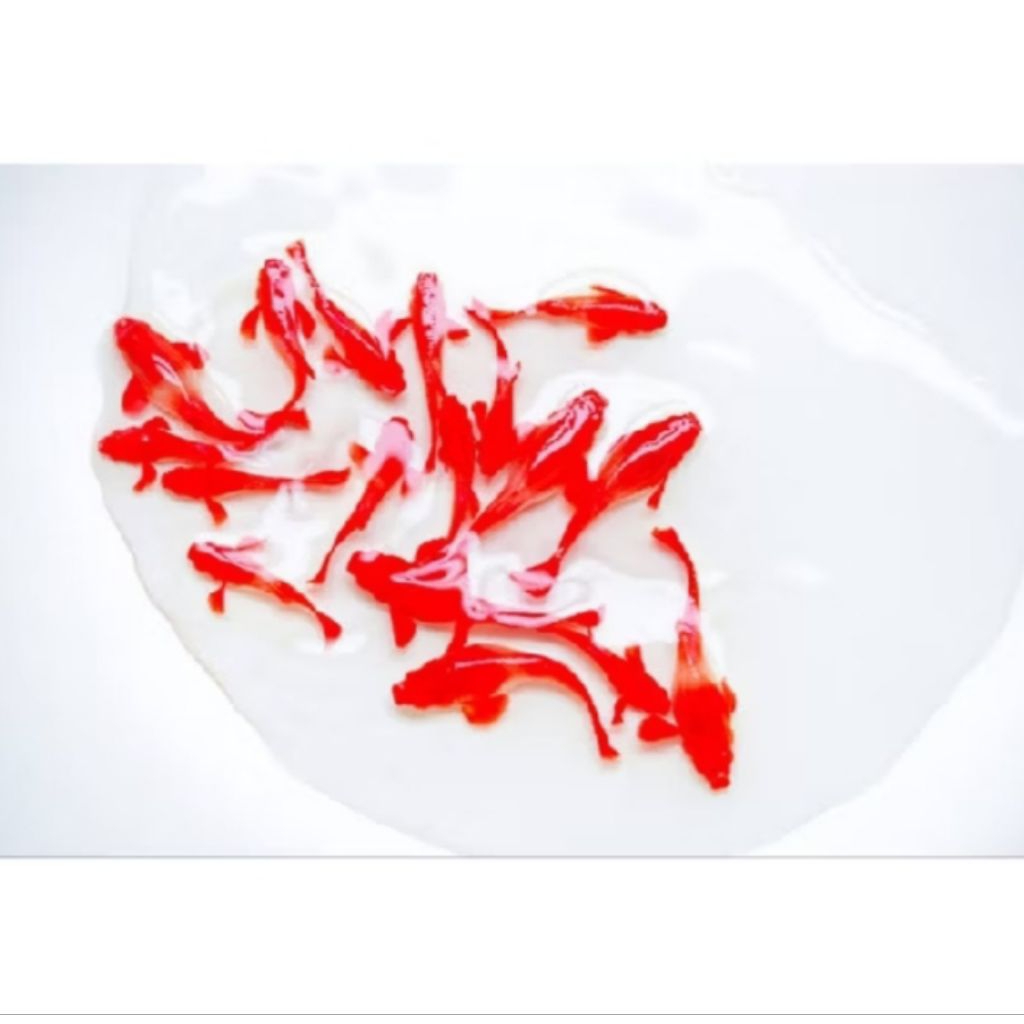 hiasan aquarium ikan guppy albino koi red ear