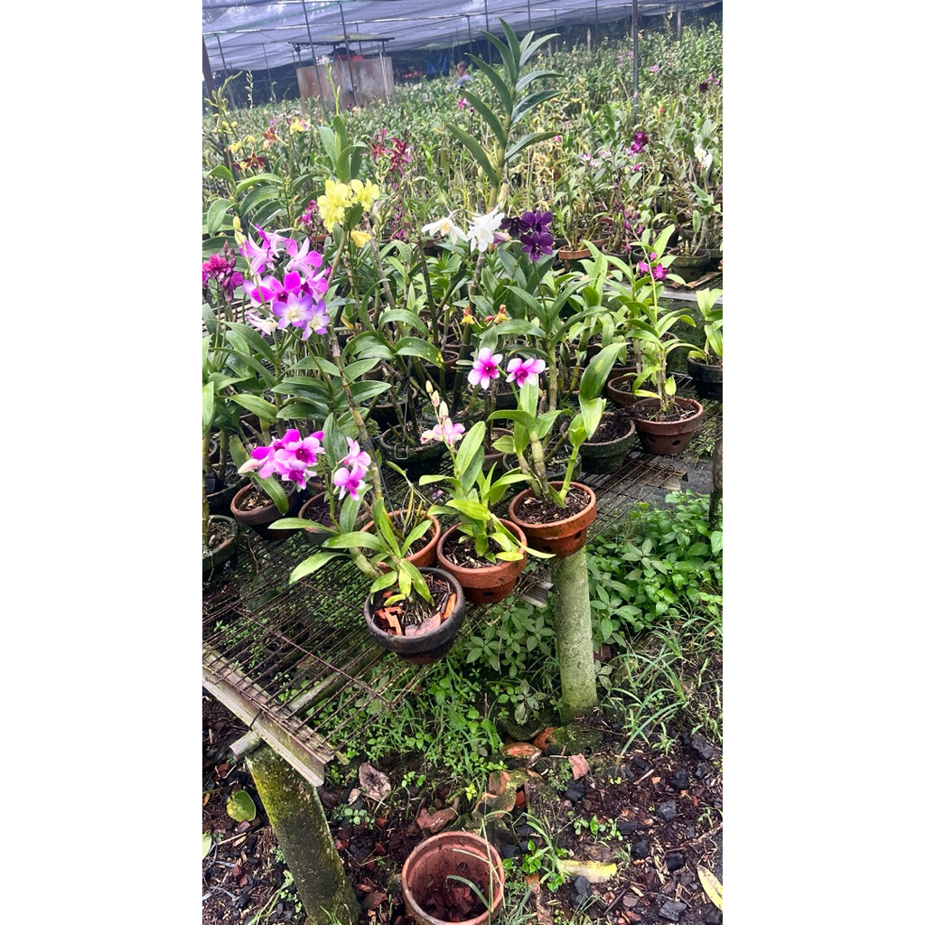 Paket 6 Tanaman Anggrek Dendrobium Sudah Berbunga Kenop