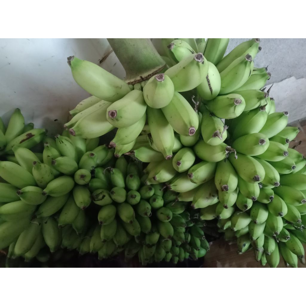pisang Ulin atau pisang berlin