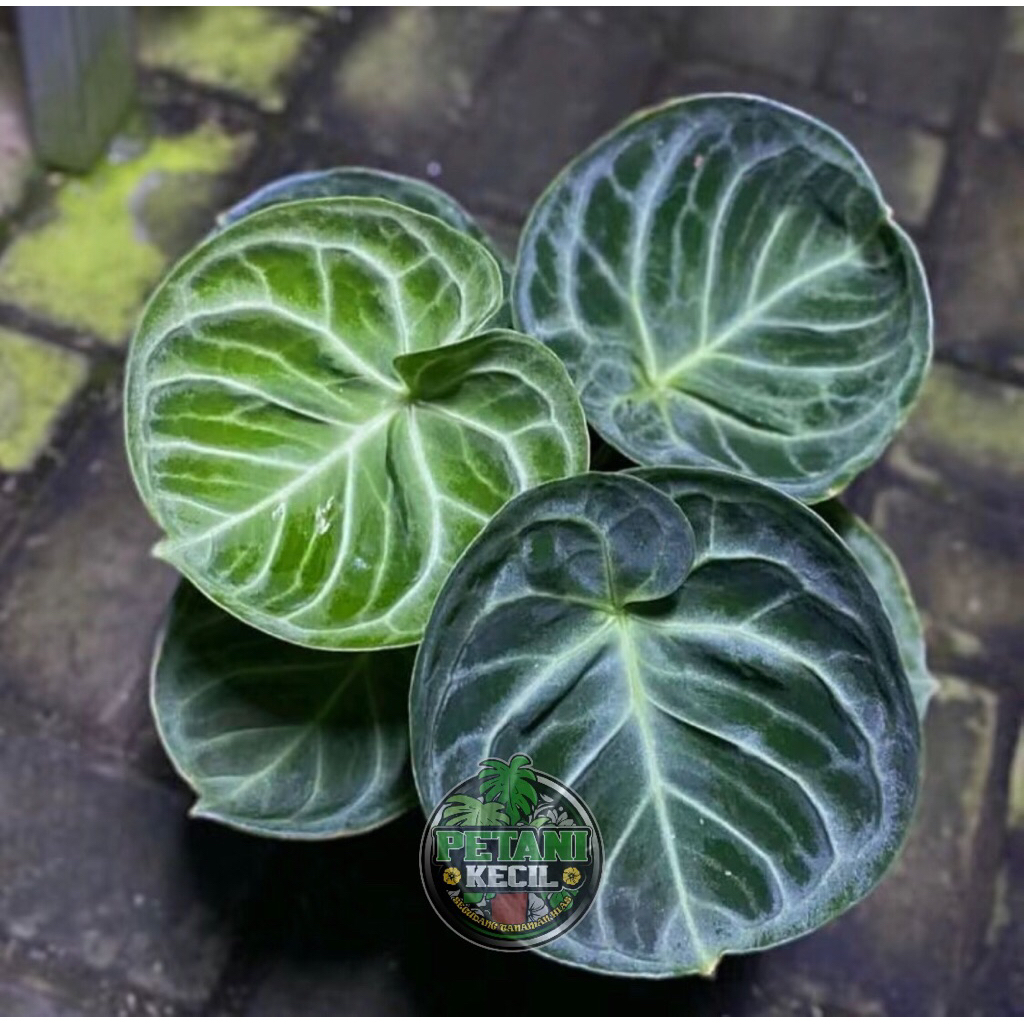 Anthurium Kuping Gajah Mangkok - Anthurium dorayaki mangkok
