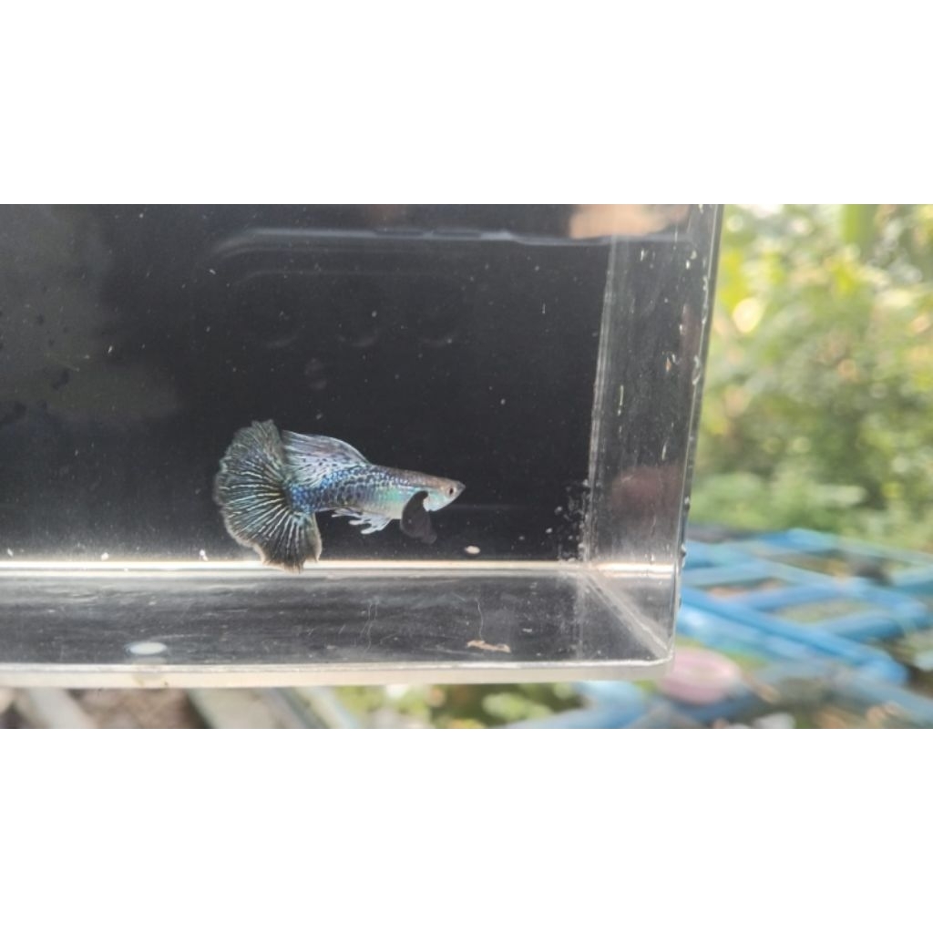 Pemanis aquarium Guppy Purple Dragon Jantan Super – Warna Metalik Ungu Elegan | Size Remaja–Dewasa |