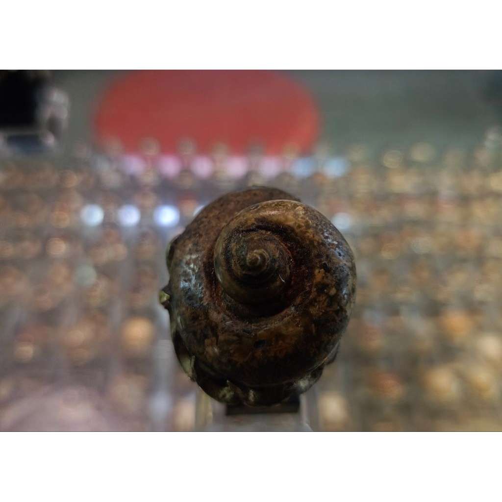 Cincin Fosil keong /kool jumbo(Natural)