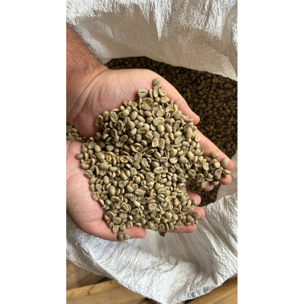 green bean arabica argopuro full wash grade 1