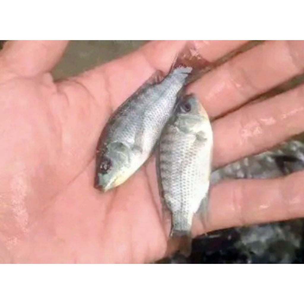 bibit mujair ukuran 7cm/perekor