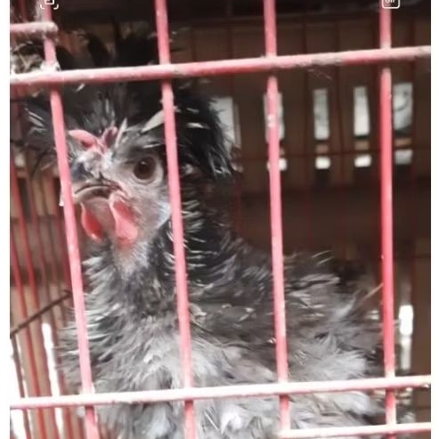 sepasang ayam poland ayam hias poland ayam jambul