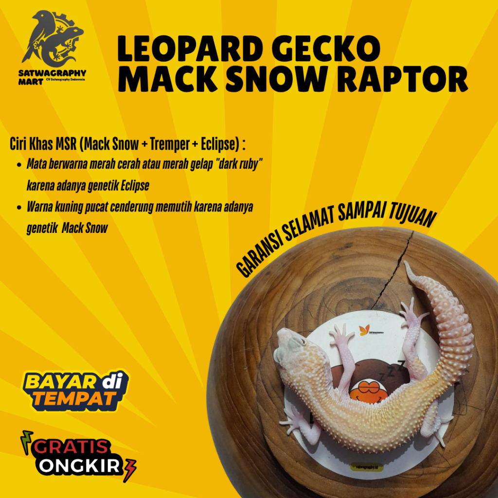 Mainan Anak GECKO Warna MSR Mack Snow Raptor