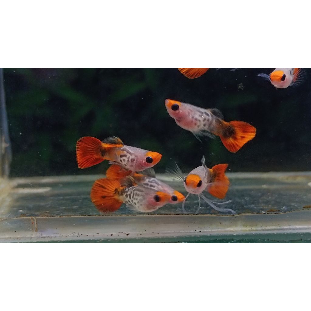 hiasan aquarium guppy Ss Koi Gb Sb ribbon