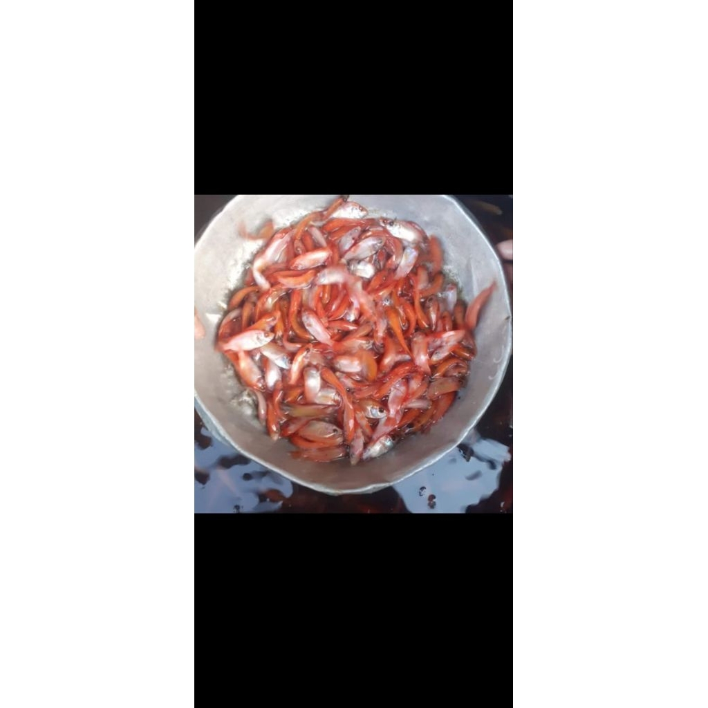 Bibit Ikan Nila Merah  Bangkok