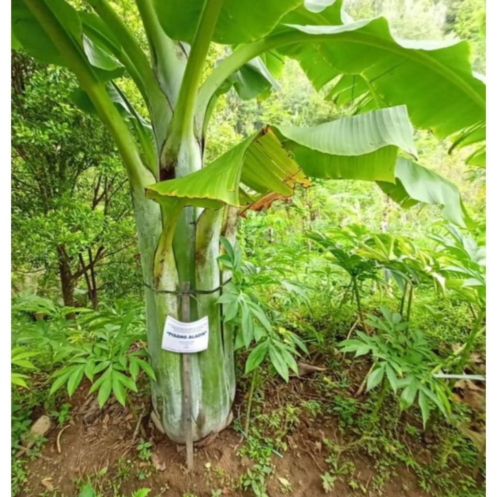 Paket10 Bibit Pisang Kepok Papua Kultur jaringan Super besar