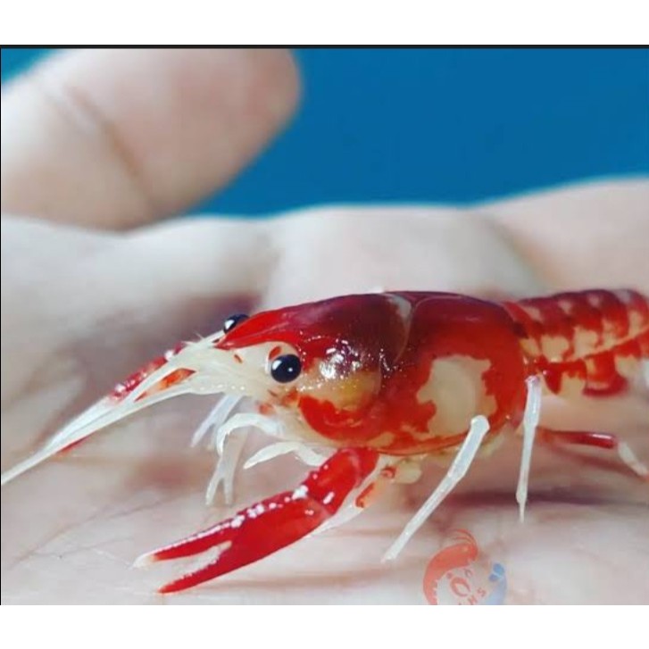Lobster hias marboro