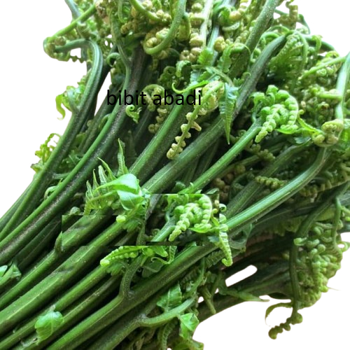 pakis sayur segar pakis sayur 500 gram
