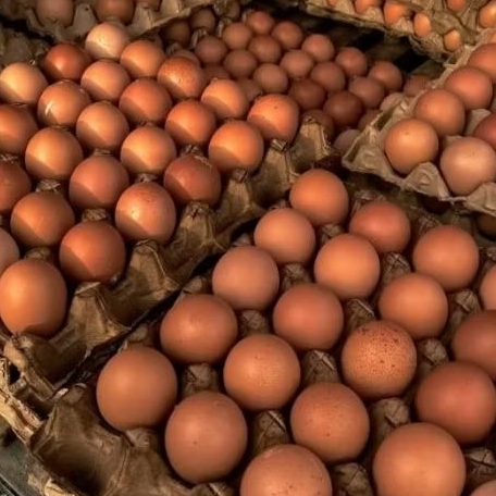 telur ayam negri 1 kg