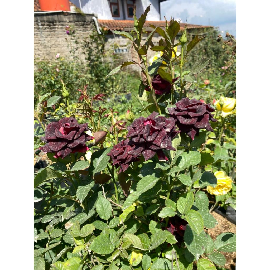 Tanaman Hidup Bunga Mawar BLACK BACCARA - Mawar Hitam - Bunga Mawar Hitam - Mawar cantik - Tanaman m