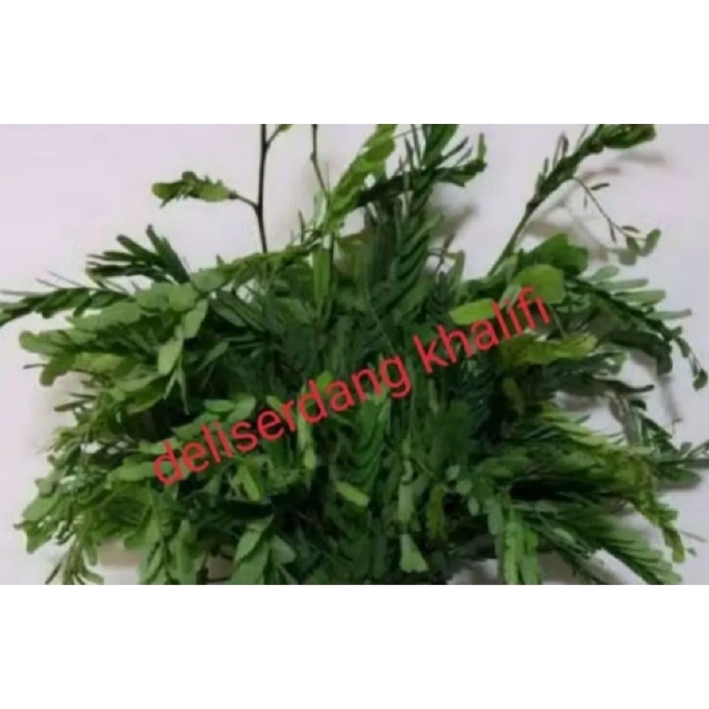 Daun Asam Jawa Segar