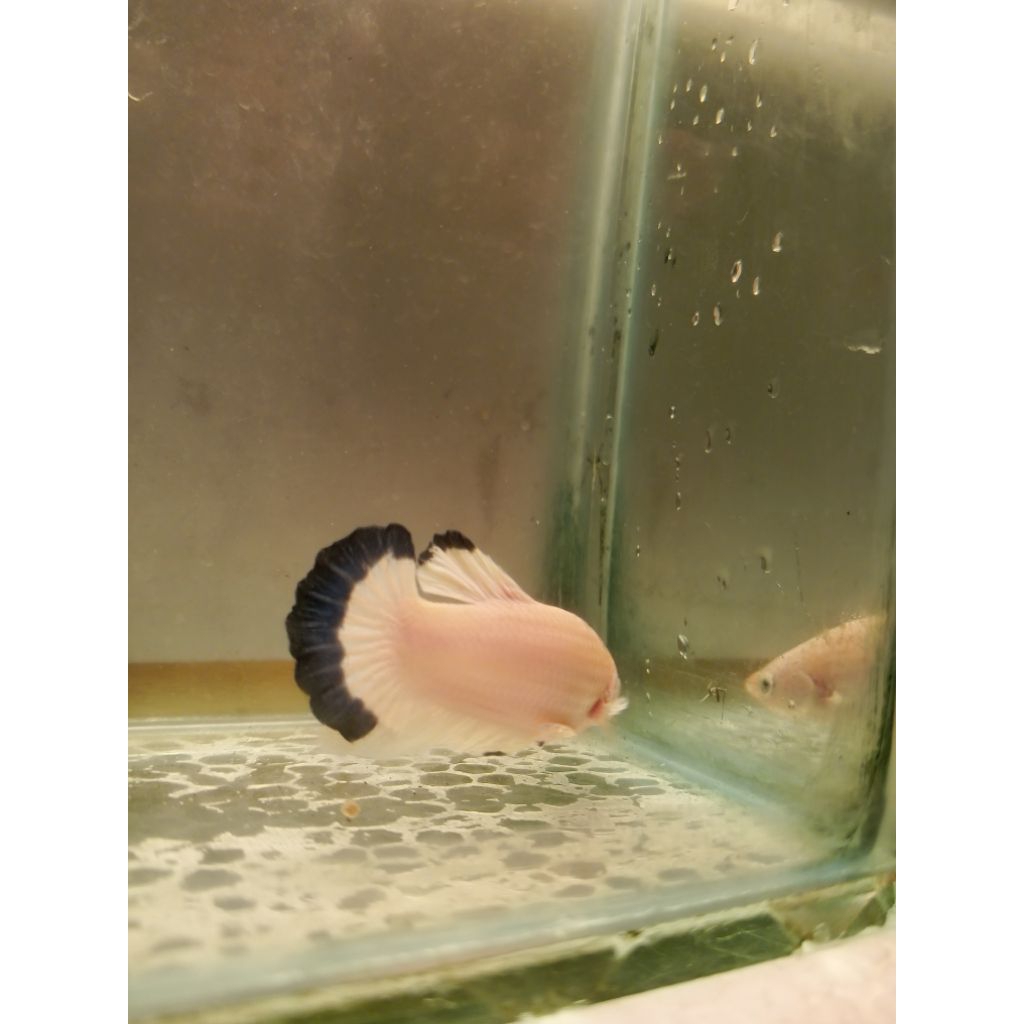 Giant BLUERIM Free female 1