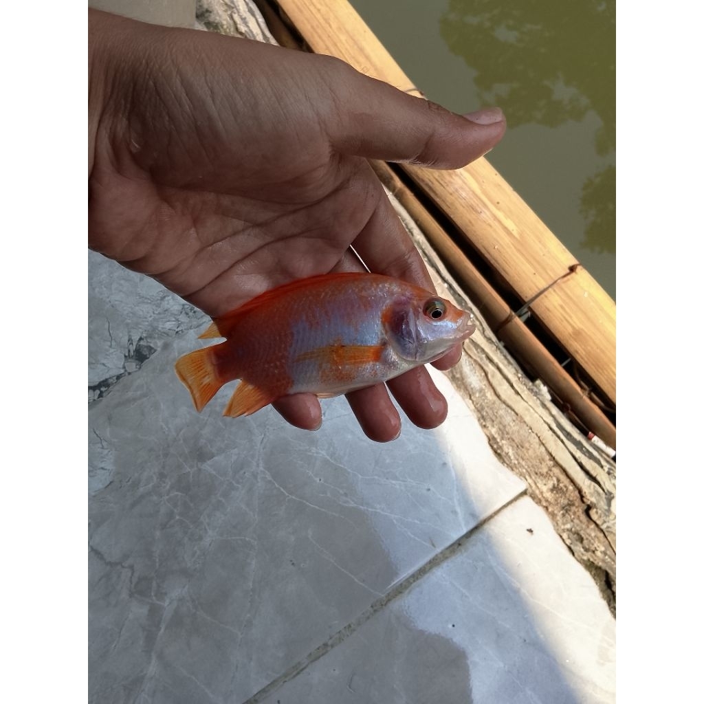 Benih ikan nila merah konsumsi