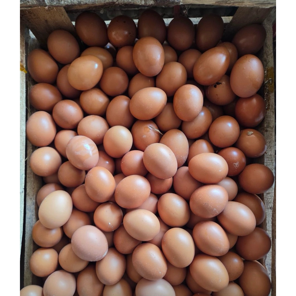 JUAL TELUR AYAM HORN 1 KG, PAITON KOTAANYAR TANJUNG PROBOLINGGO