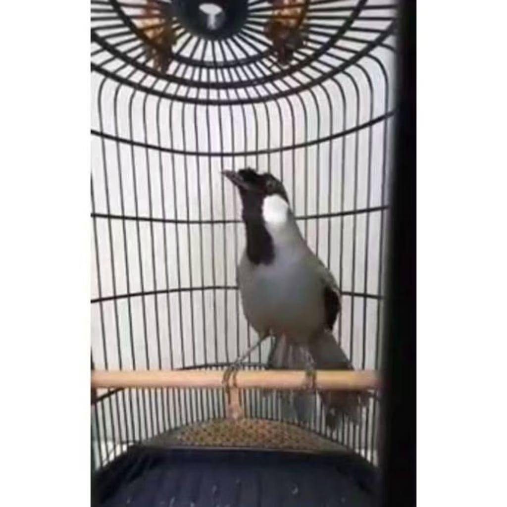 POKSAY BETINA