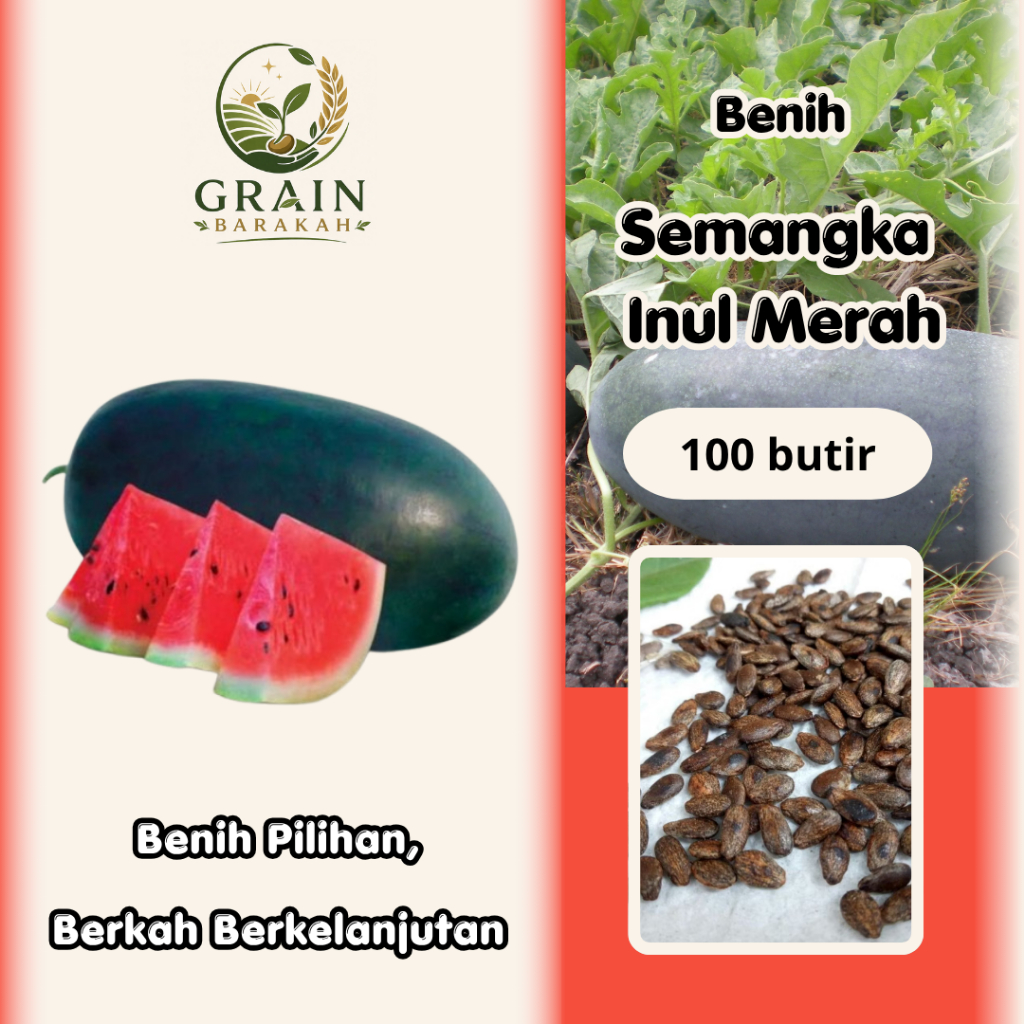 100 butir BENIH SEMANGKA INUL MERAH JUMBO UNGGUL I EXTRA BONUS