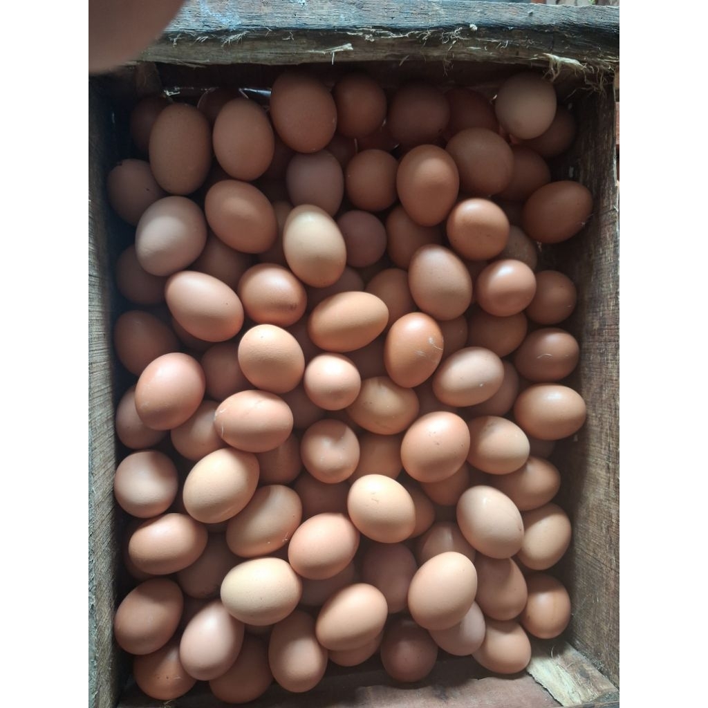 Telur Ayam Negeri Fresh - Telur Pilihan Bisa Grosir(Peti)/ Eceran Bejo Telor Cilacap Barat