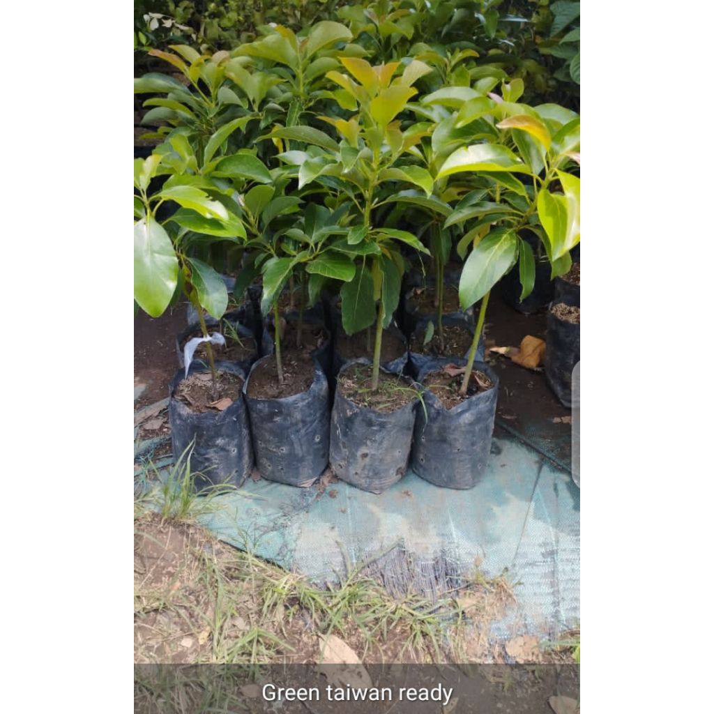 bibit apokat green Taiwan super