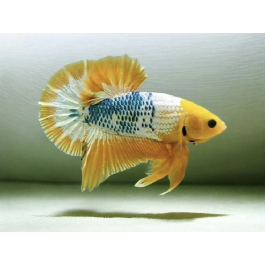 HIASAN AQUARIUM YELLOW FANCY + YELLOW FCCP